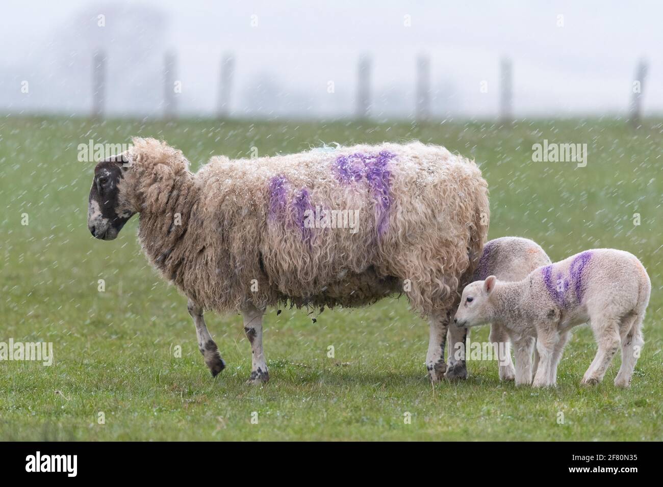 Gartness, Stirling, Scozia, Regno Unito. 10 Apr 2021. UK Weather - un'pecora con i suoi agnelli durante una tempesta di grandine nel tardo pomeriggio, con neve e temperature al di sotto delle previsioni di congelamento overnight Credit: Kay Roxby/Alamy Live News Foto Stock