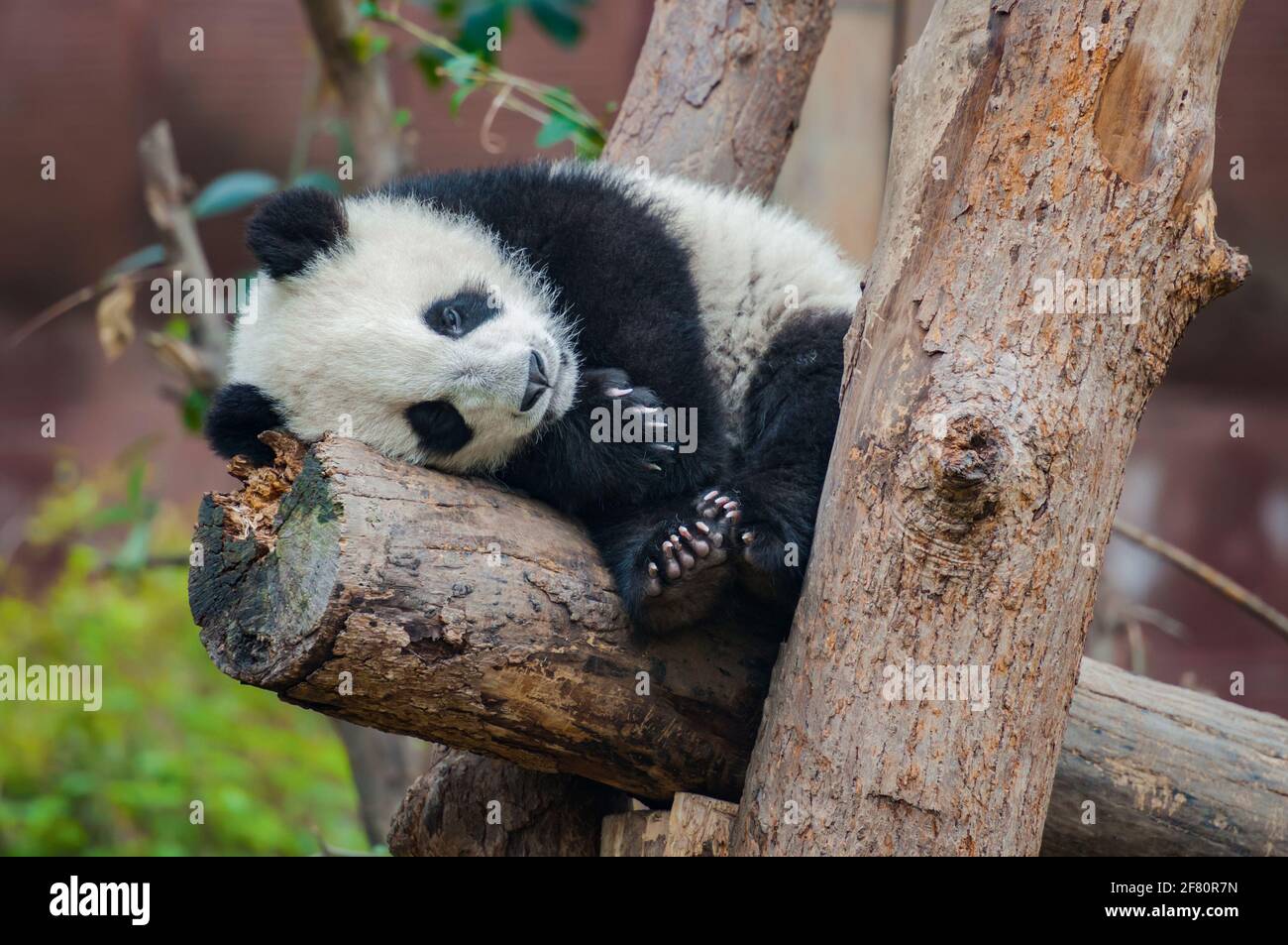 Panda cucciolo dormire e sognare Foto Stock