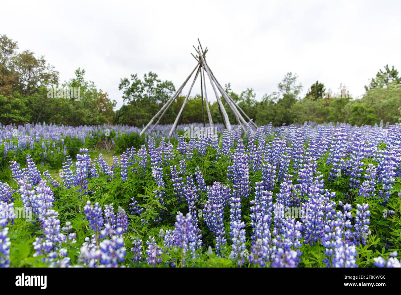 fiori viola in un campo con un cielo nuvoloso Foto Stock