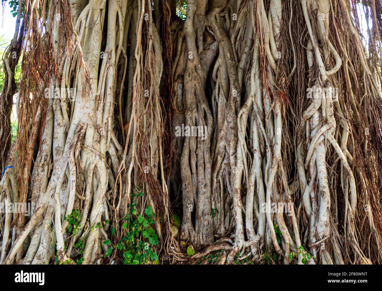 texture da un albero tropicale Foto Stock
