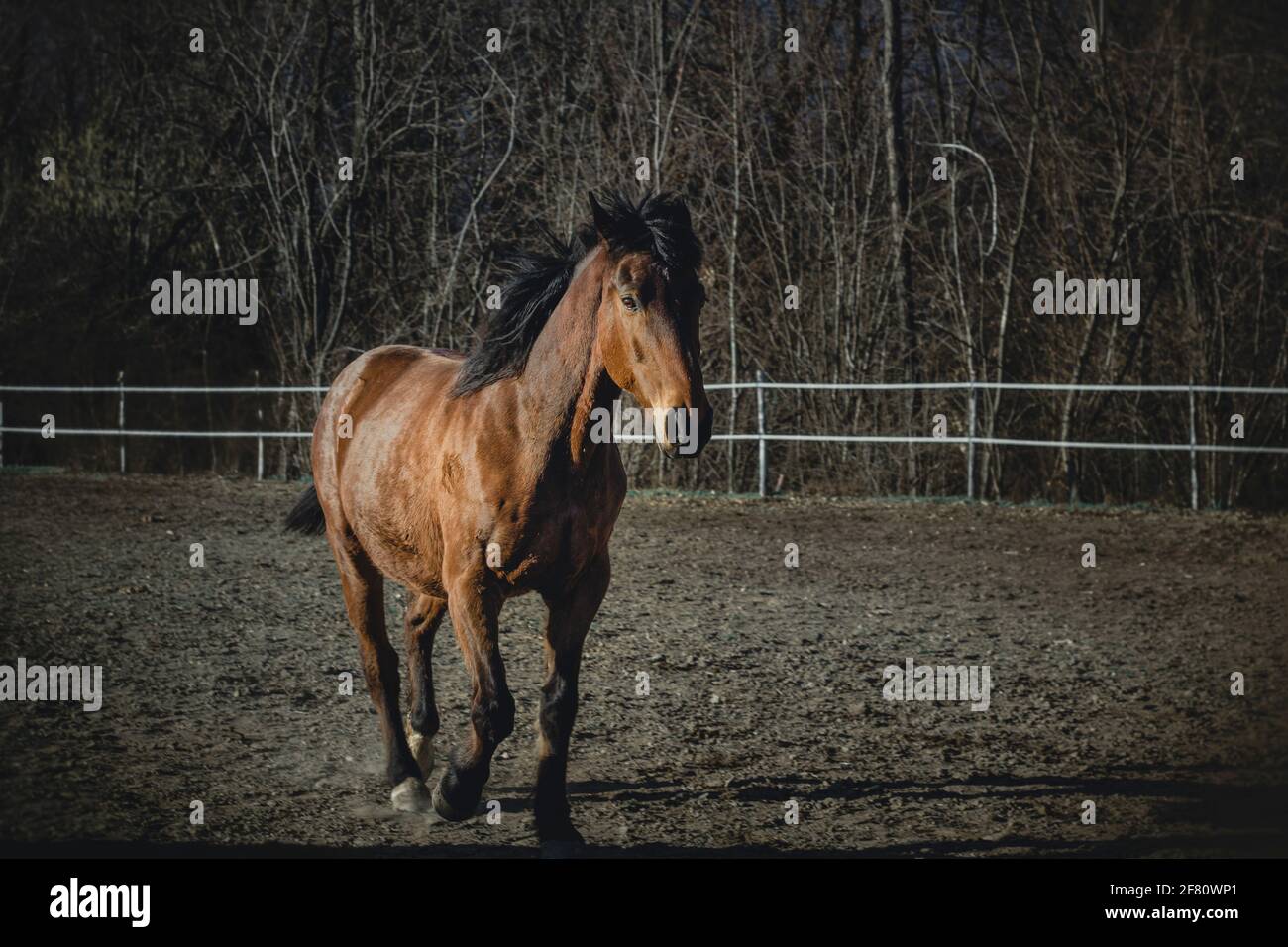 Il giovane cavallo di castagno galoppare liberamente in una struttura di addestramento del cavallo in autunno. Foto Stock