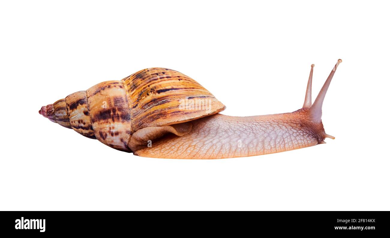 acatina viva crawling lumaca isolato su sfondo bianco, vista laterale Foto Stock
