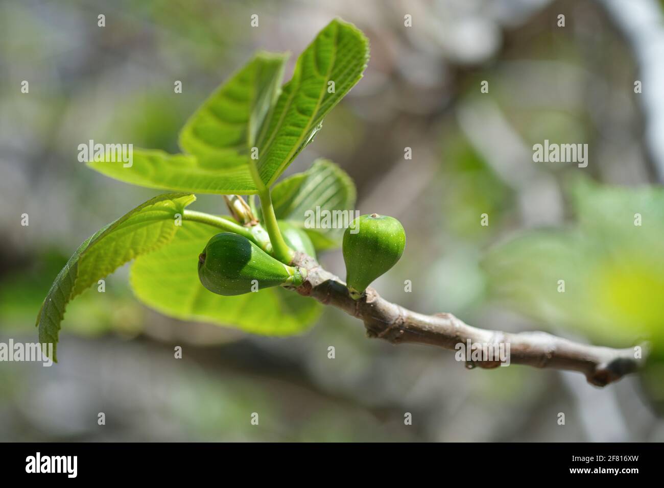 Isolato delizioso verde fichi foglie di pianta ramo,fico bianco di cilento, ingrediente di frutta sano Foto Stock