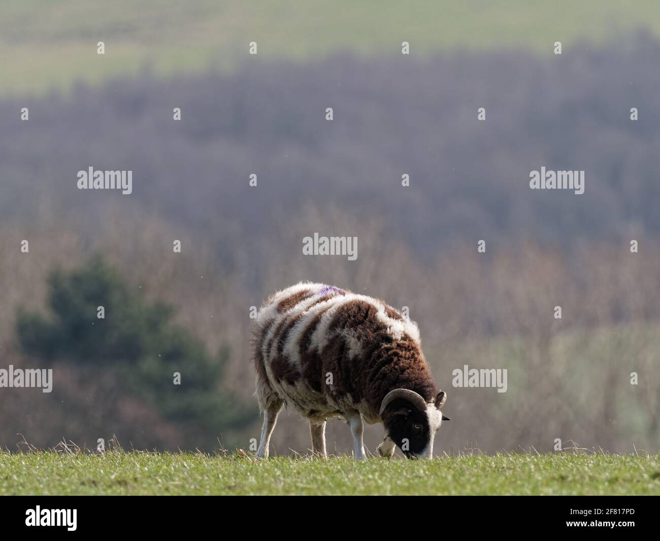 Una razza rara marrone e bianca Jacob pecore pascolo in un campo a Wentworth Castle Gardens a Barnsley, South Yorkshire. Foto Stock