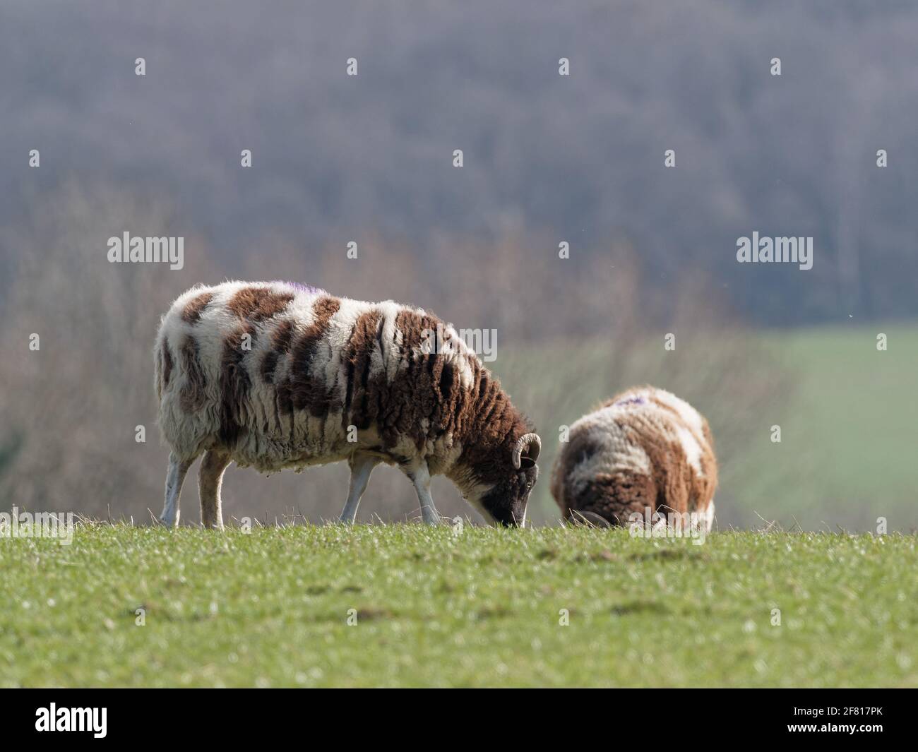 Una razza rara marrone e bianca Jacob pecore pascolo in un campo a Wentworth Castle Gardens a Barnsley, South Yorkshire. Foto Stock