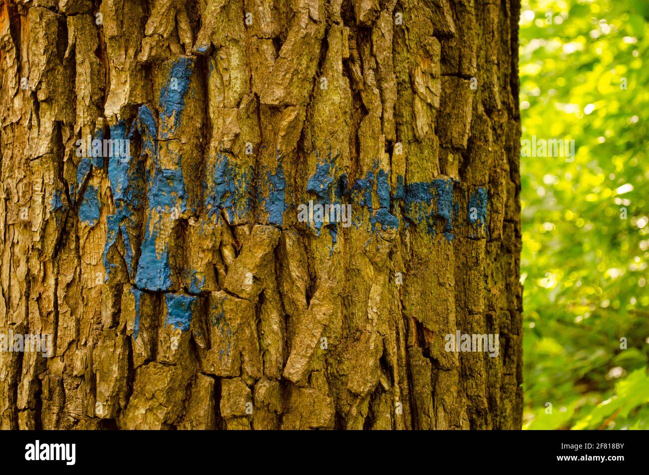 Albero Bark dipinto con freccia. Marcatura escursionistica su un albero nei boschi. Freccia su un tronco di albero con sfondo blu paint.A con corteccia di tessitura di albero. Foto Stock