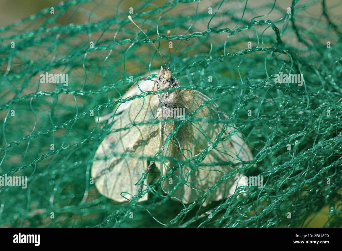 Farfalla bianca insetto morente intrappolato su una rete di plastica,spreco inquinamento.contaminato habitat animale Foto Stock