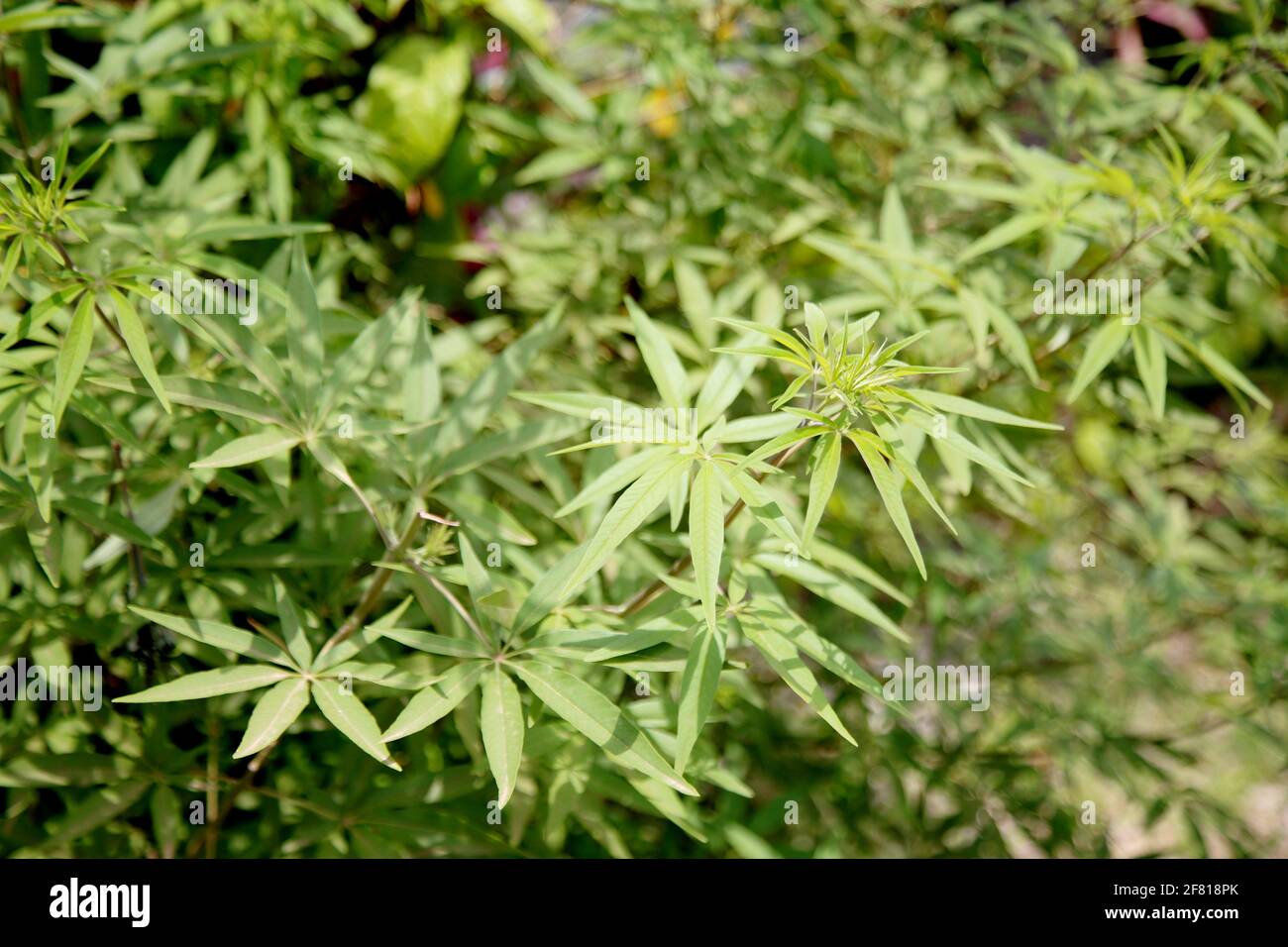 salvador, bahia, brasile - 25 ottobre 2020: la pianta di vitex agnus-castus è vista in un giardino nella città di Salvador. Foto Stock