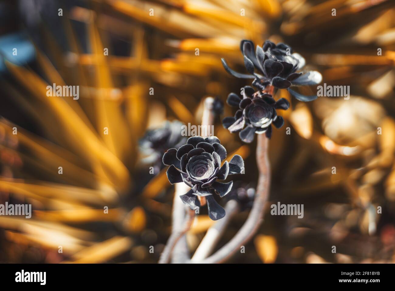 Vista con una profondità superficiale di campo di fiori neri con un fuoco selettivo su uno dei suoi germogli di una pianta di Whimsies Aeonium o 'Black Rose', con un giallo Foto Stock
