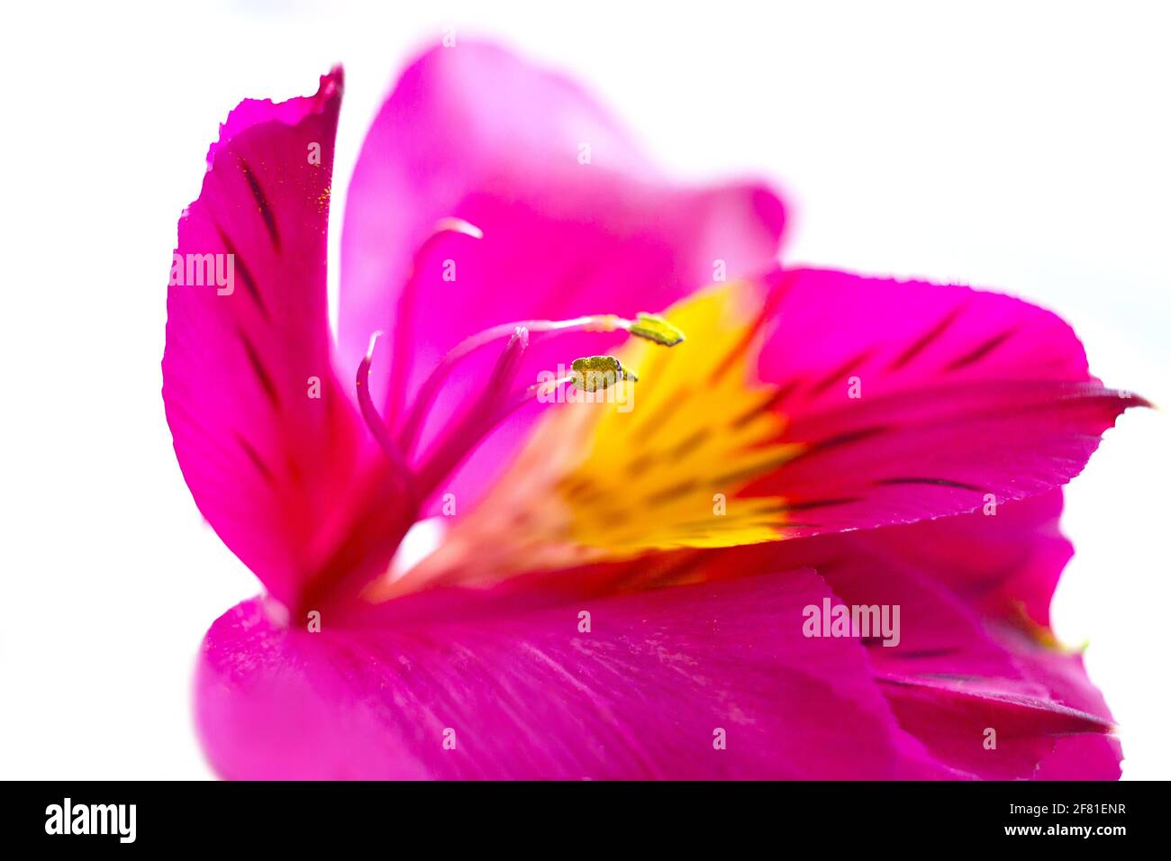 Tenera gemma rosa e gialla, petali, pistilli e stami di Alstroemeria peruvan incas lilly fiore su sfondo bianco Foto Stock