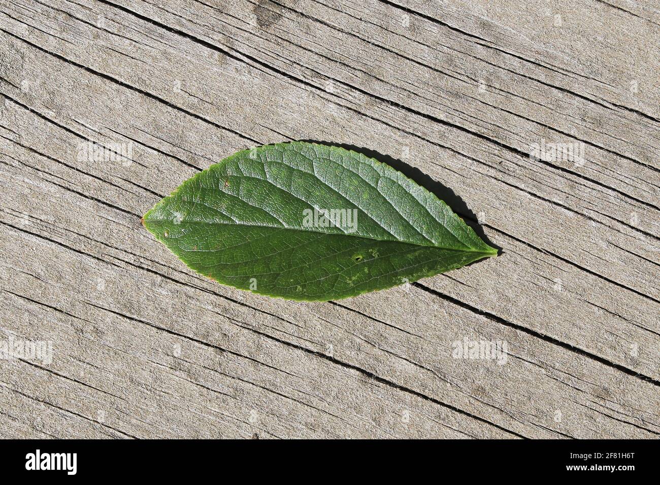 Closeup di una singola foglia di ciliegio ming su un legno sfondo Foto Stock