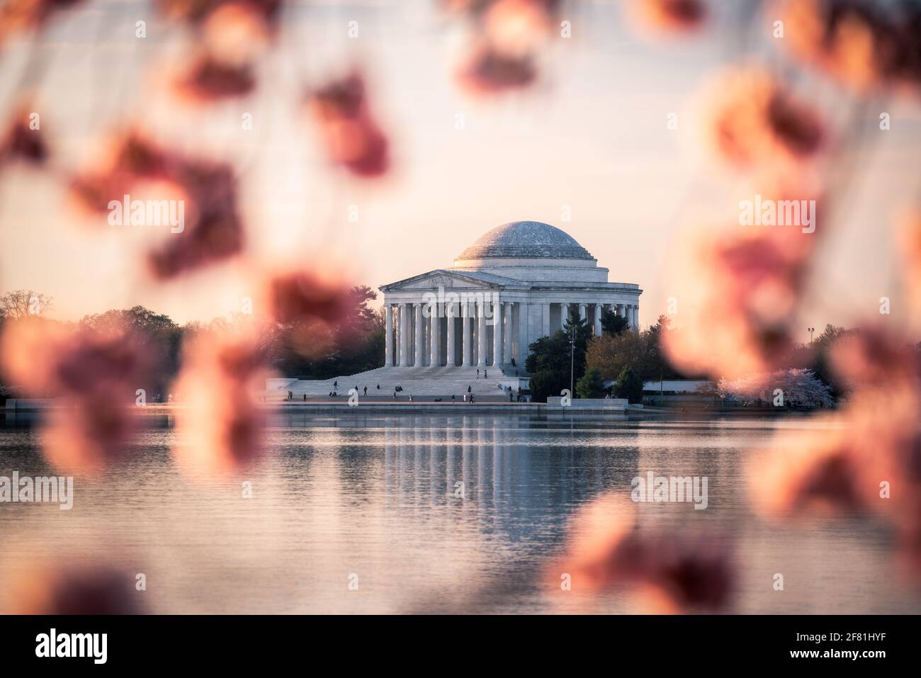 Una finestra di Cherry Blossoms che guarda fuori attraverso il bacino di Tidal di Washington DC verso il Jefferson Memorial all'alba. Foto Stock