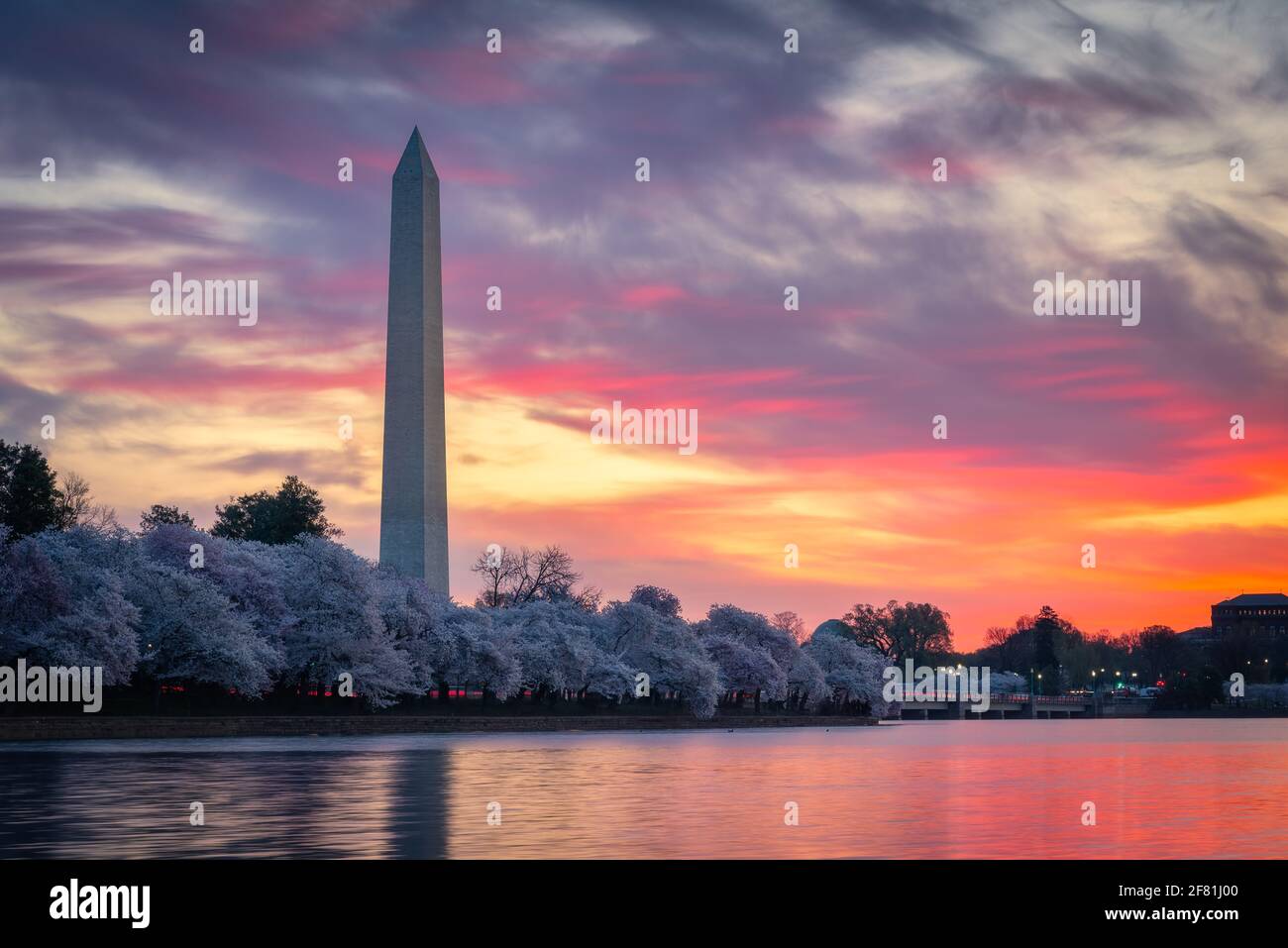 Un'alba ardente e colorata sul bacino del Tidal durante la fioritura di picco dell'iconico Cherry Blossoms a Washington DC. Foto Stock
