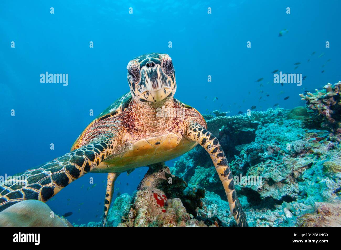 Una tartaruga di falksbill, Eretmochelys imbricata, guardando direttamente nella macchina fotografica, Isola di Sipidan, Malesia. Foto Stock