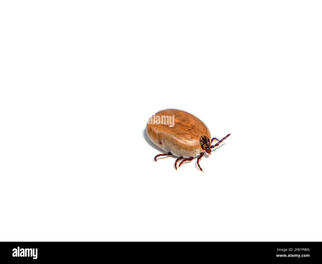 L'acaro del bloodsucker dell'insetto su uno sfondo bianco. Tick beetle. Encefalite da zecche. Insetti sono sanguinatori. Vampiro zecche. Gatti domestici e cani. Foto Stock