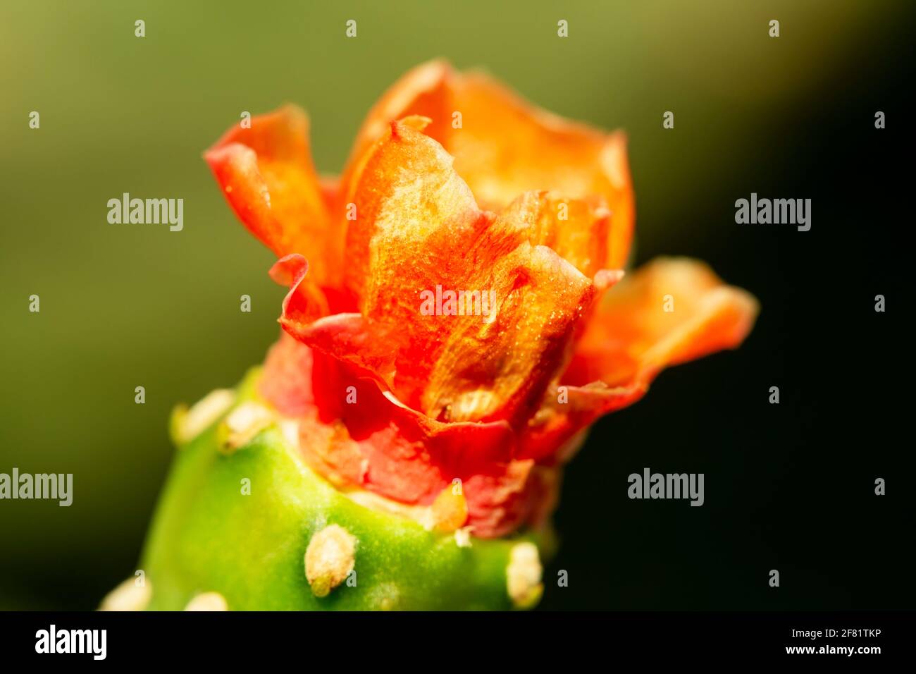 pianta di cactus in fiore. Foto Stock