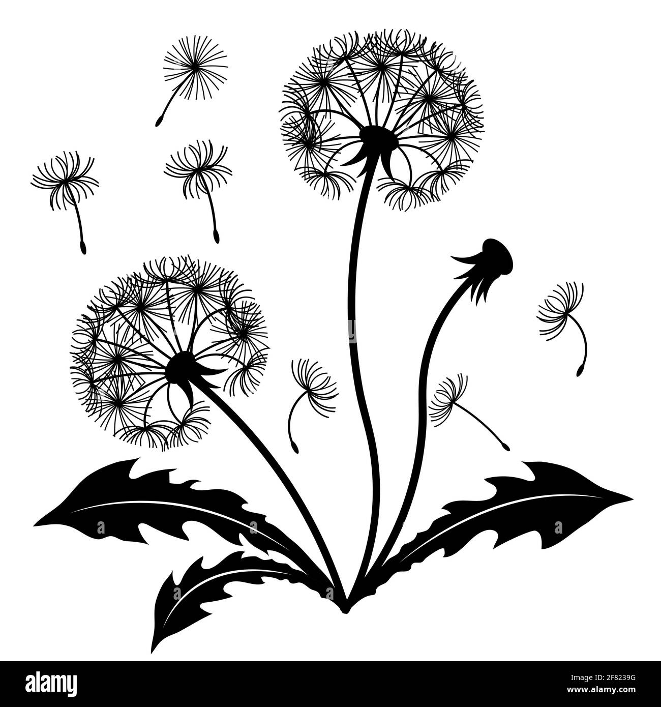 Dente di leone cespuglio con foglie. L'elemento di disegno è separato dallo sfondo. Immagine vettoriale in bianco e nero. Illustrazione Vettoriale