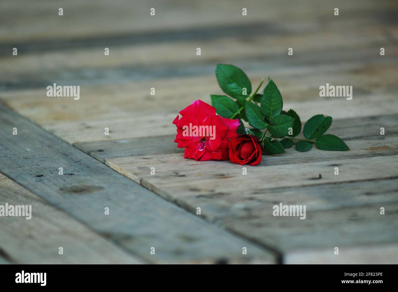 Rosa rossa su sfondo di legno Foto Stock