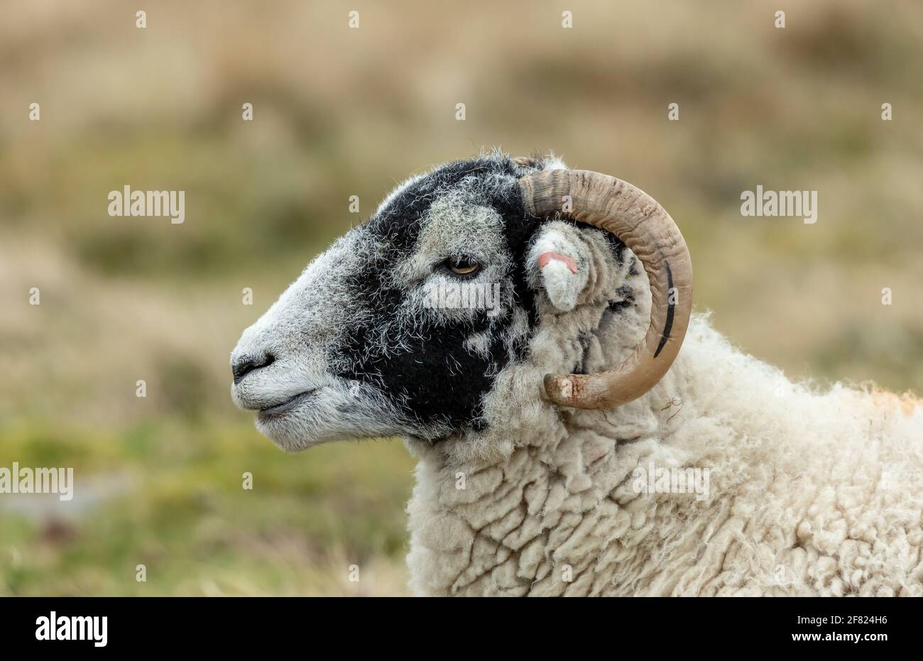 Primo piano della testa e delle spalle di una pecora swaledale, rivolta a sinistra con un corno arricciato. Sfondo pulito e sfocato. Orizzontale. Spazio Foto Stock