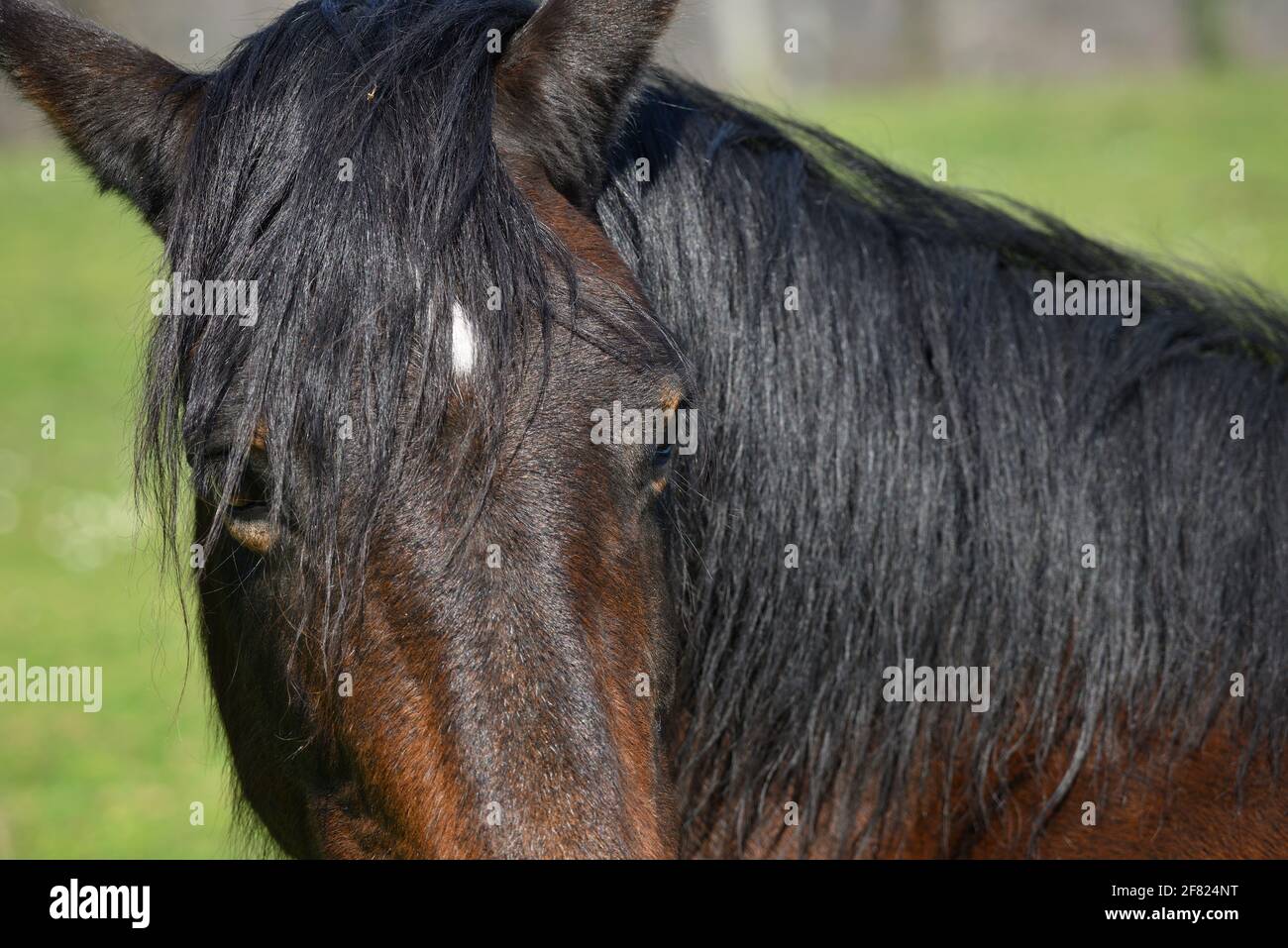 Particolare della testa di cavallo nero e marrone su cui riposarsi un'erba verde sotto il sole Foto Stock