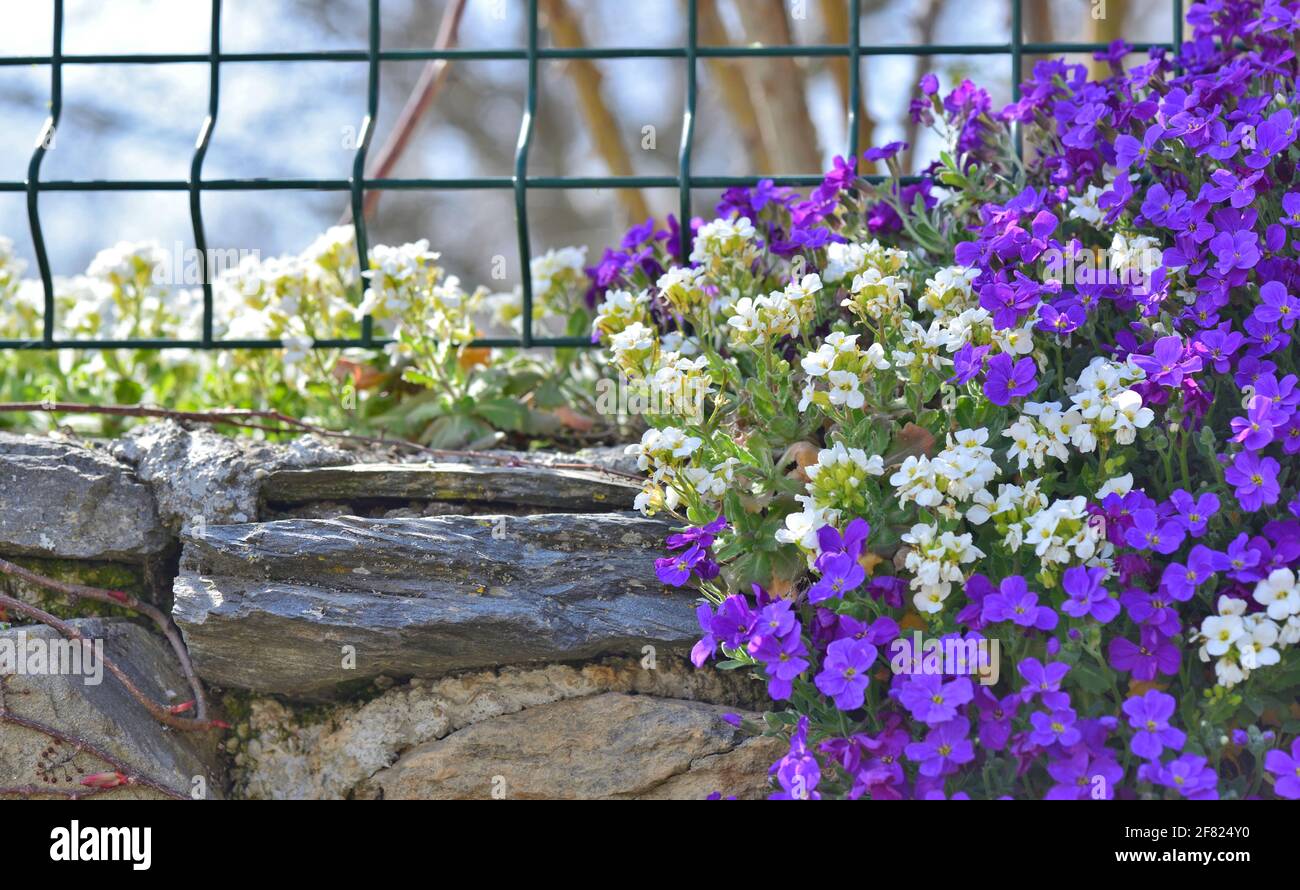 closeup su bel cespuglio di fiori di campana viola che fioriscono sopra una parete rocciosa ha chiuso un giardino Foto Stock