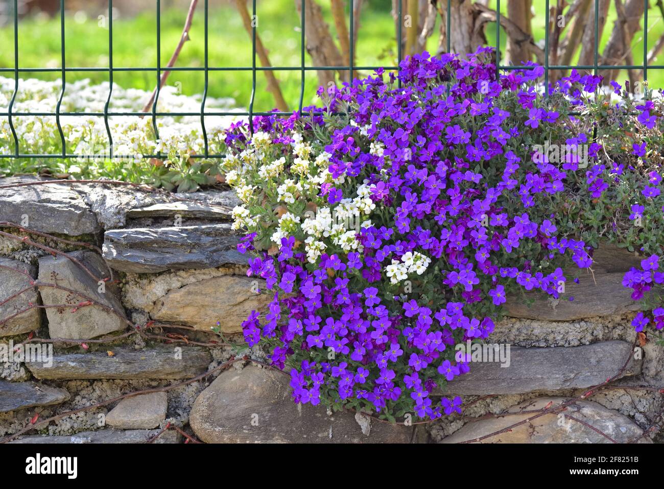closeup su bel cespuglio di fiori di campana viola che fioriscono sopra una parete rocciosa ha chiuso un giardino Foto Stock