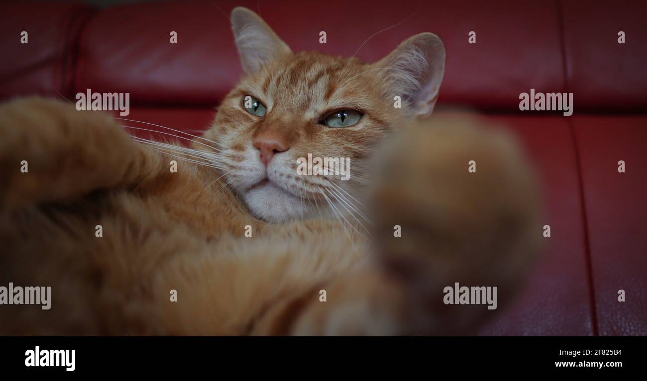 Primo piano di Funny Ginger Tabby Cat sul divano rosso. Adorabile gatto arancione domestico con occhi verdi all'interno. Foto Stock