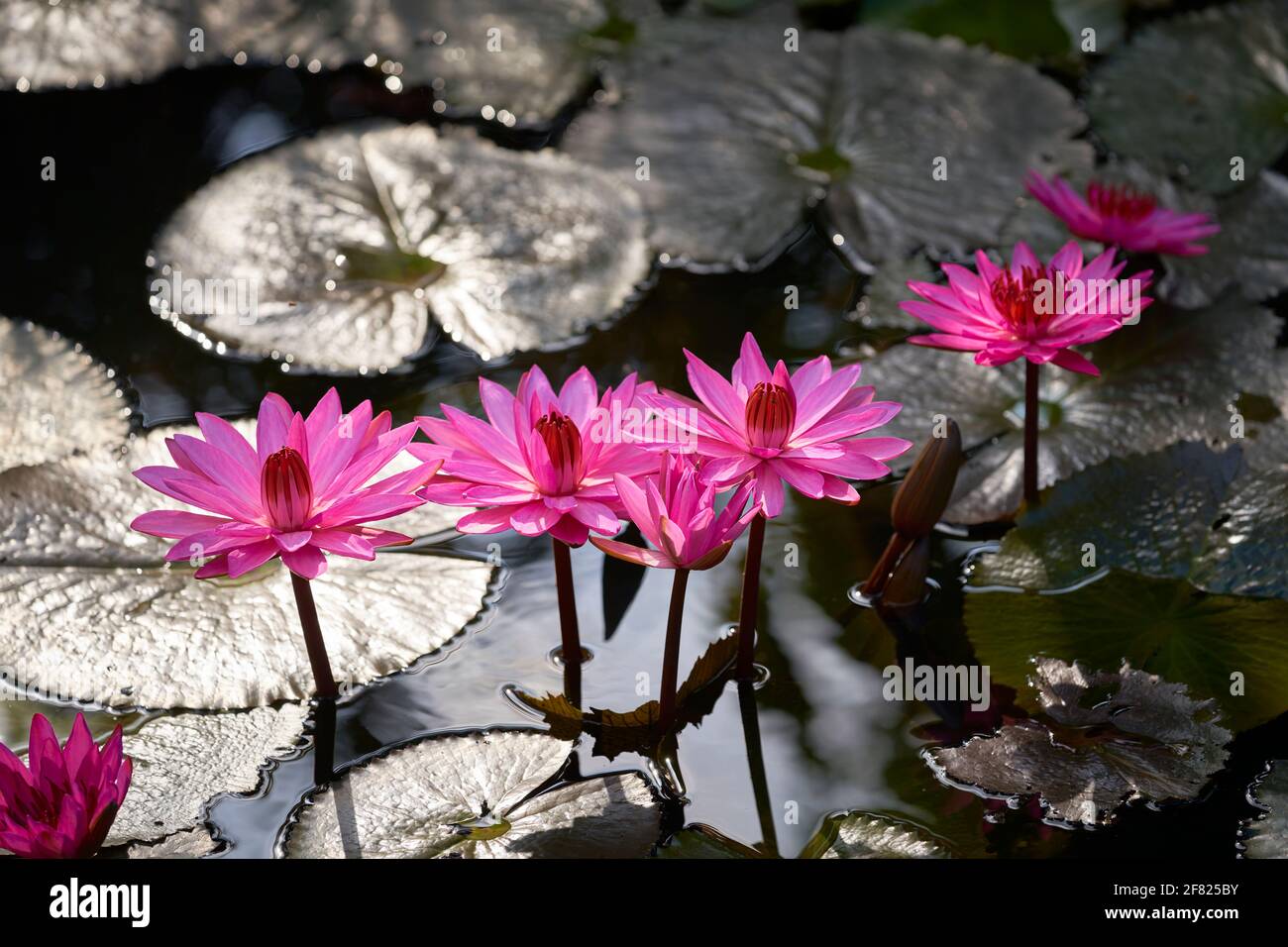 Giglio d'acqua rosa fotografato all'alba a Ko Samui, Thailandia Foto Stock