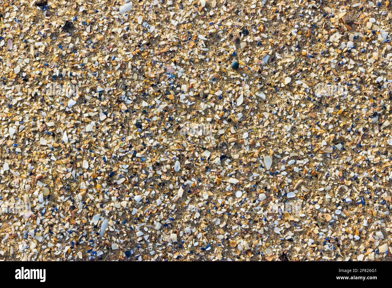Particolare di sabbia e frammenti di conchiglie su una spiaggia Foto Stock