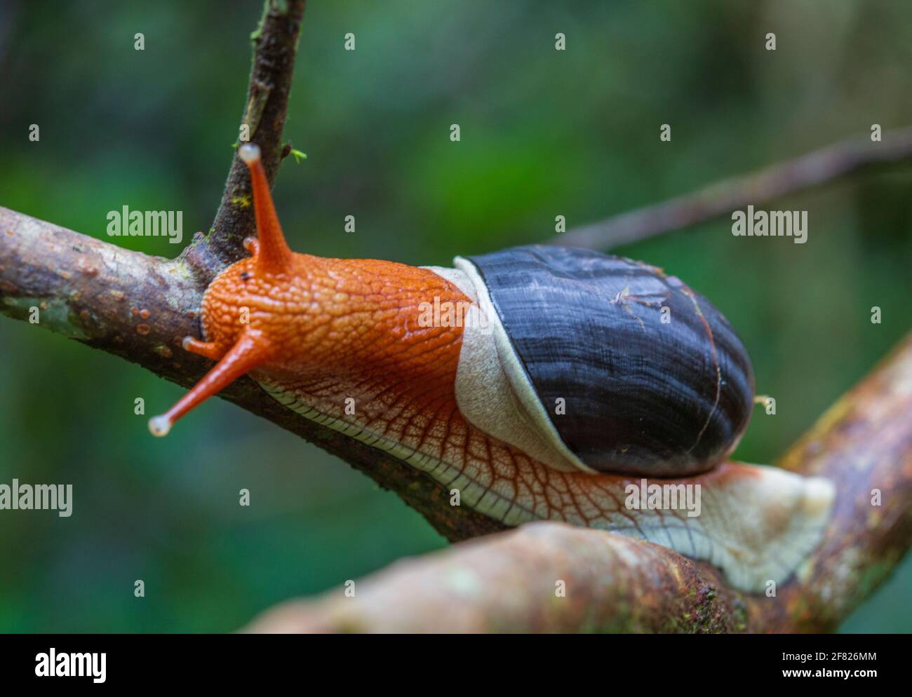 Indrella ampolla - un mollusco endemico dei Ghati occidentali dell'India - di solito si trova durante il monsone. Fotografato a Coorg, India. Foto Stock