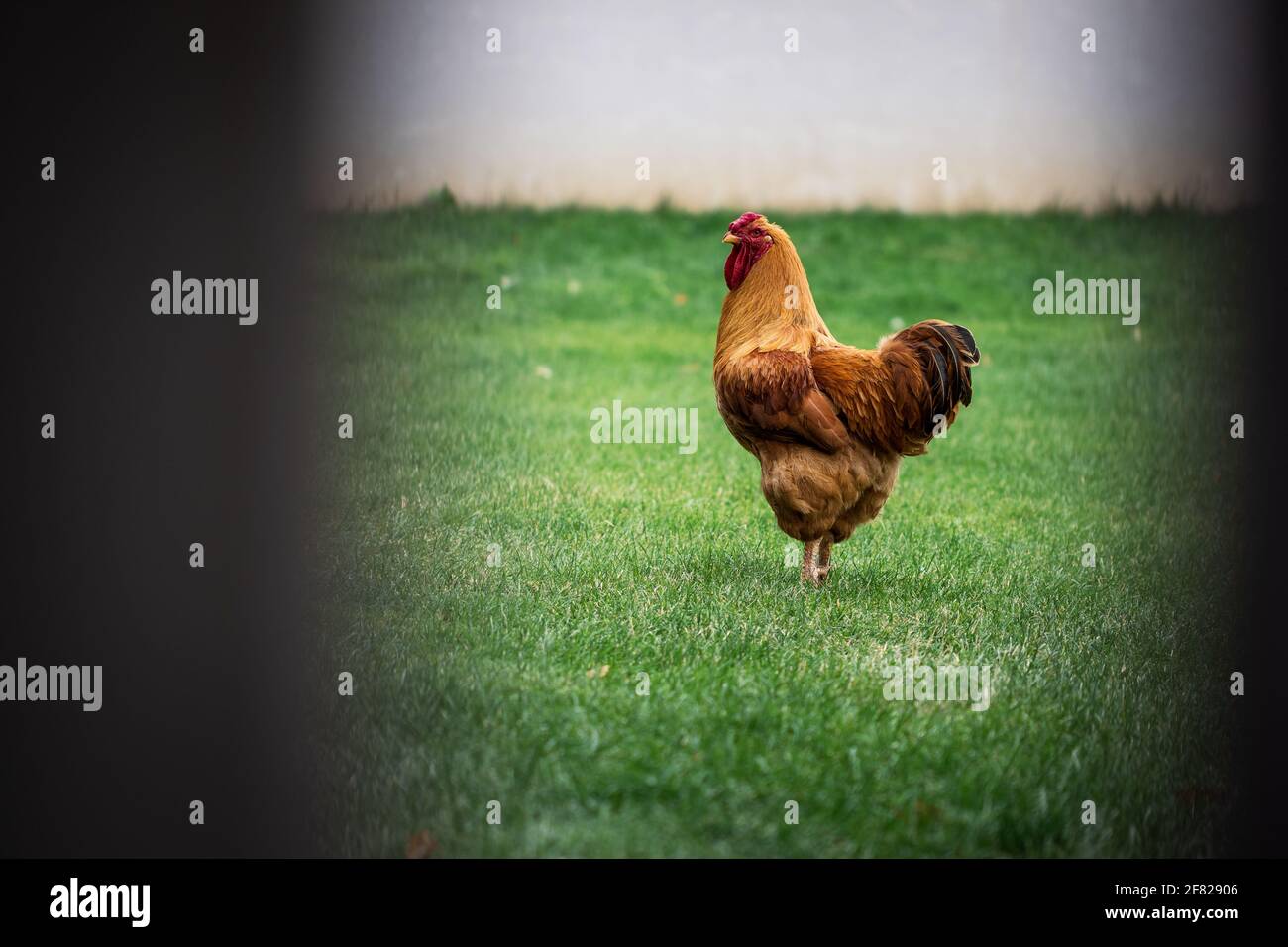 Rooster in giardino dietro recinzione. Pollame a fattoria animale Foto Stock