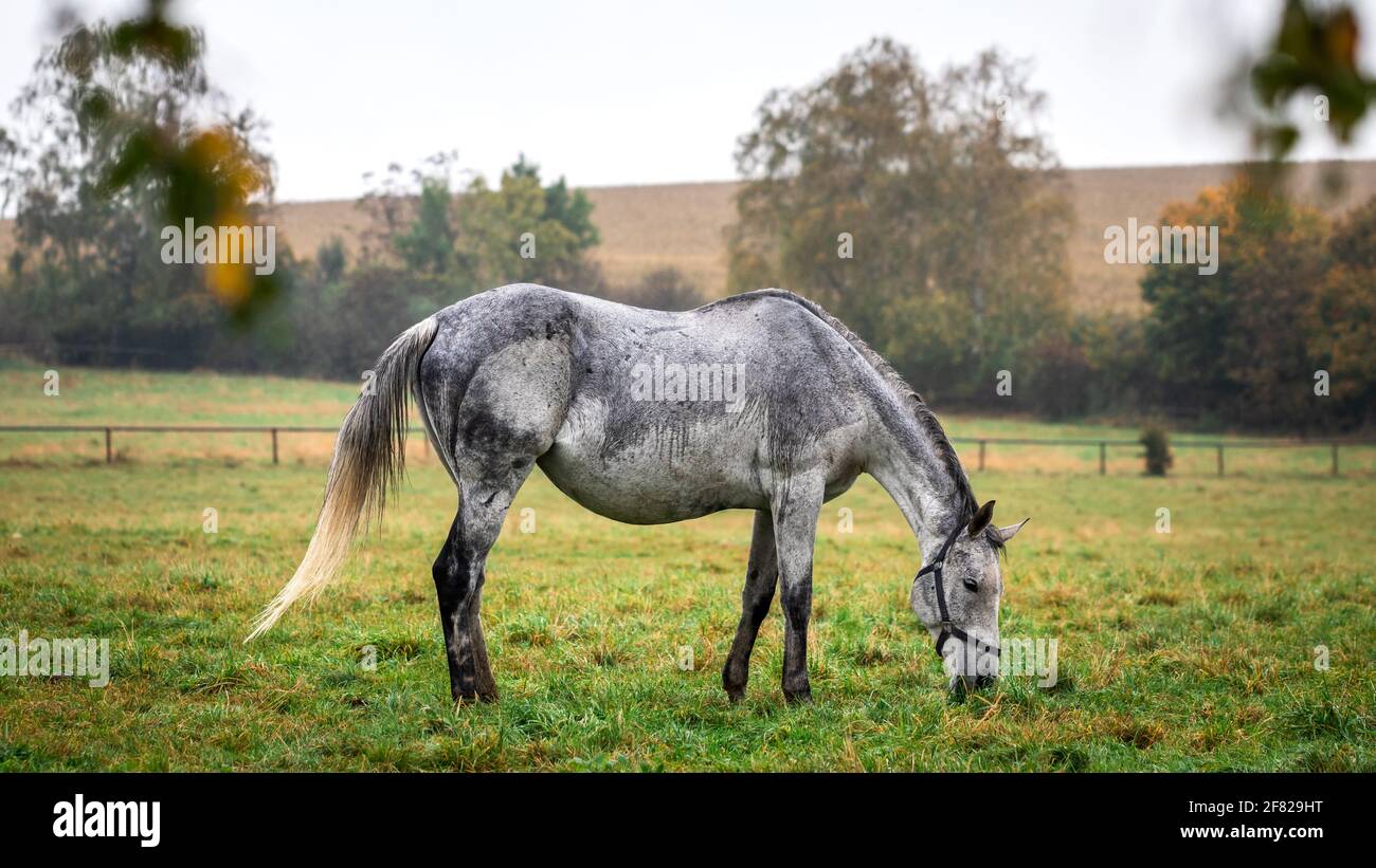 Bel cavallo grigio che pascolano sul pascolo sotto la pioggia. Fattoria animale in autunno Foto Stock