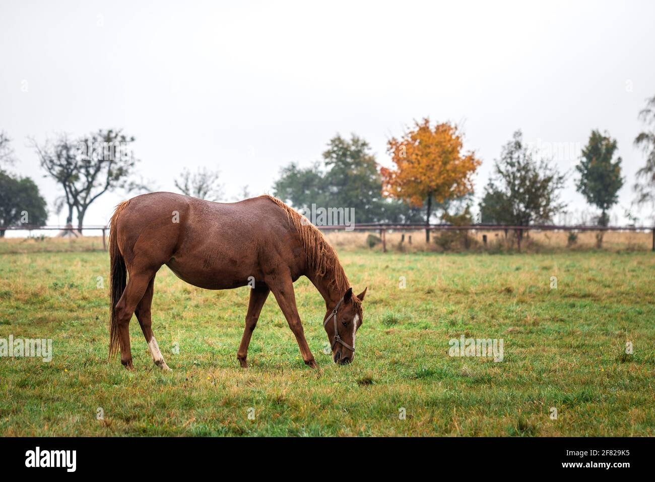 Cavallo rosso pascolo in pioggia. Cavallo purosangue in autunno Foto Stock