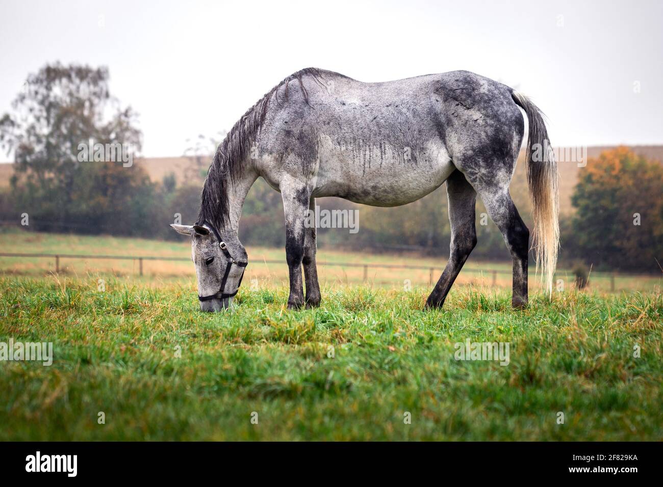 Cavallo grigio roan pascolo su pascolo in pioggia. Fattoria animale con bellissimo cavallo di cavallo orugbred Foto Stock