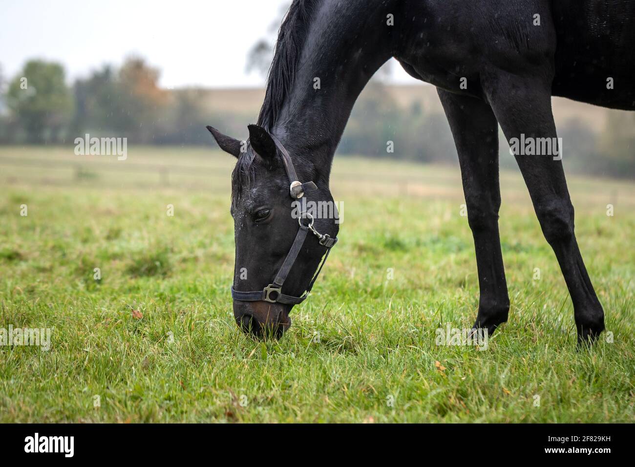 Cavallo nero pascolo erba su pascolo in pioggia. Comportamento degli animali. Cavalli purosangue che si nutrano all'aperto Foto Stock