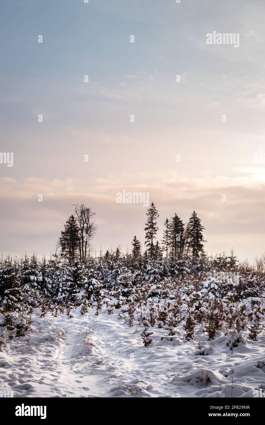 Alba sul paesaggio invernale in montagna con alberi innevati e bellissimo cielo. Scena tranquilla nella natura Foto Stock