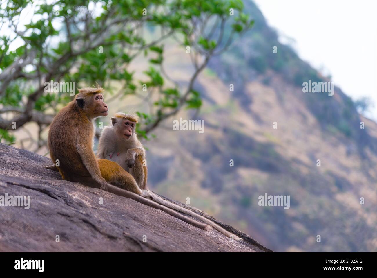 Un paio di macaco tonque seduto su una roccia, Sri Lanka. Il macaque è una scimmia del Vecchio mondo di colore rosso-marrone endemica dello Sri Lanka Foto Stock