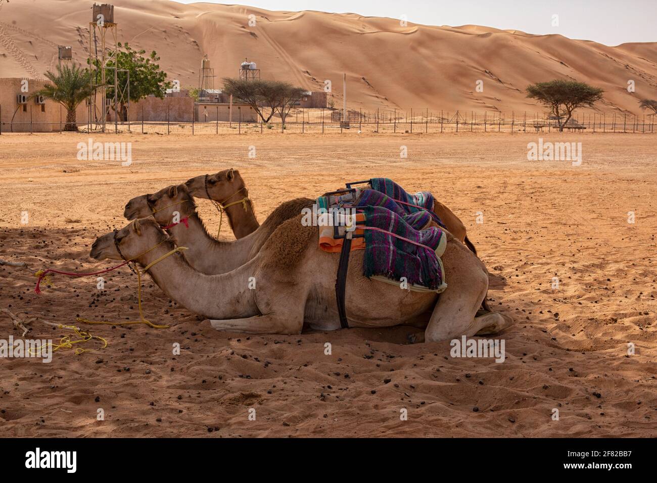 Tre cammelli in fila in attesa di turisti nella Deserto di Wahibi Sands in Oman Foto Stock