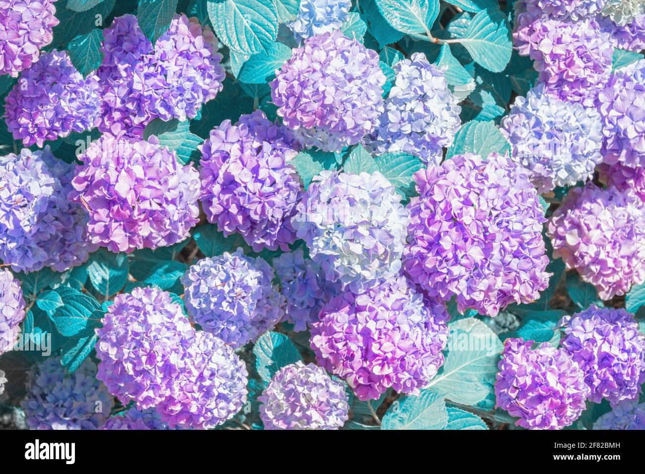 Bellissimi fiori di Hydrangea macrophylla in giardino. Tonalità colore Foto Stock