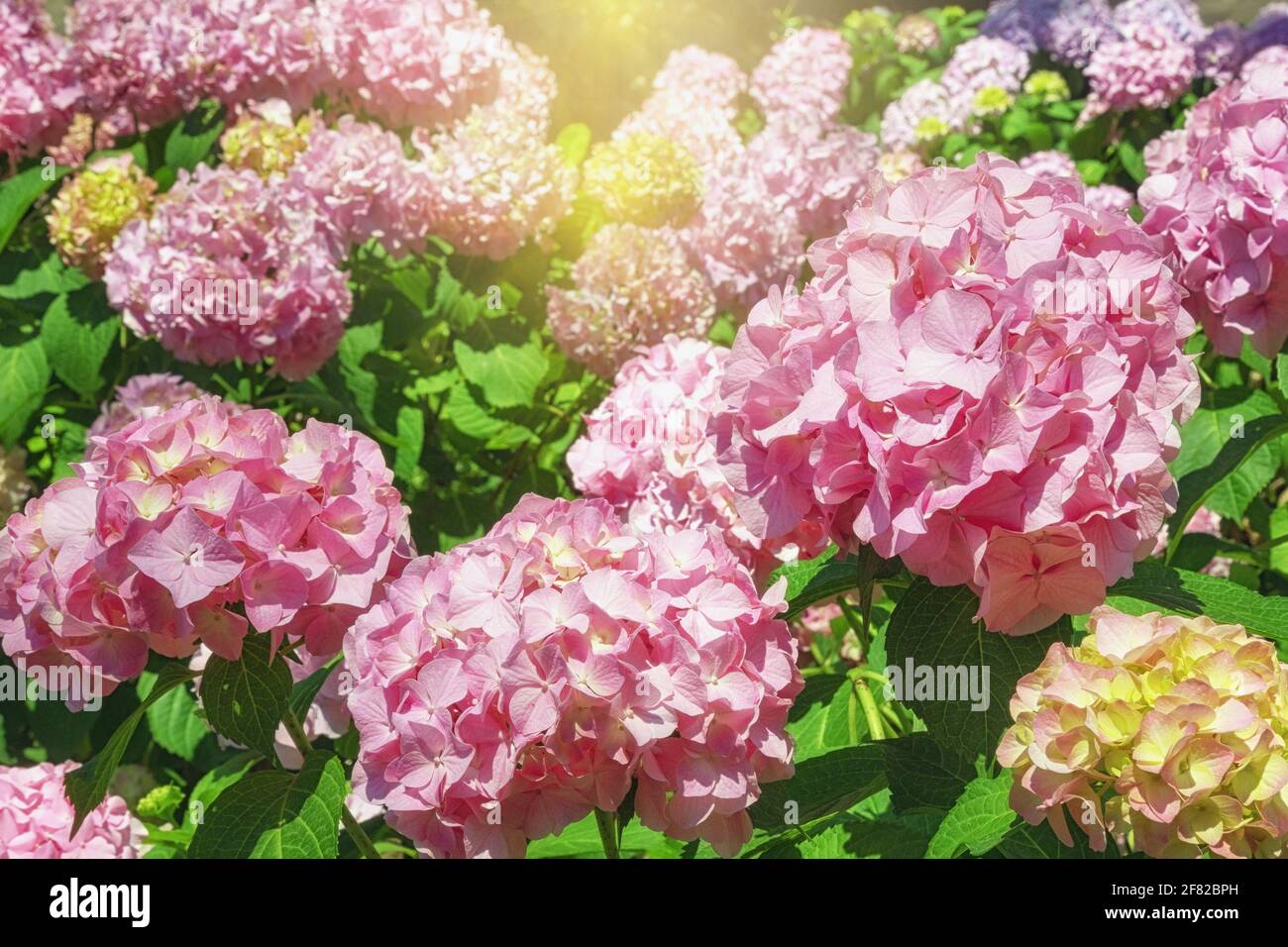 Bella Hydrangea fiori - Hydrangea macrophylla - in giardino su giorno di sole Foto Stock