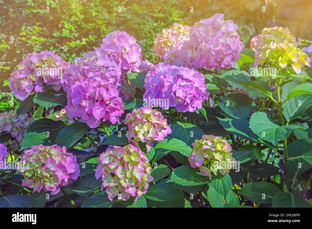 Bella Hydrangea fiori - Hydrangea macrophylla - in giardino su giorno estivo soleggiato Foto Stock