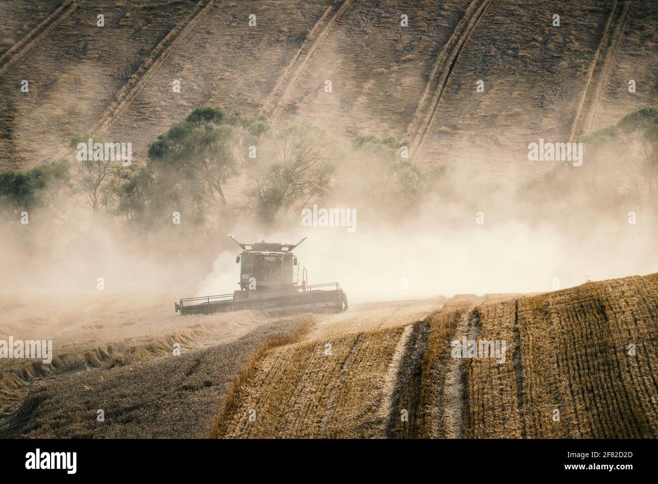 Mietitrebbia che taglia la pianta di cereali in campo agricolo. Scena rurale con macchinari agricoli Foto Stock