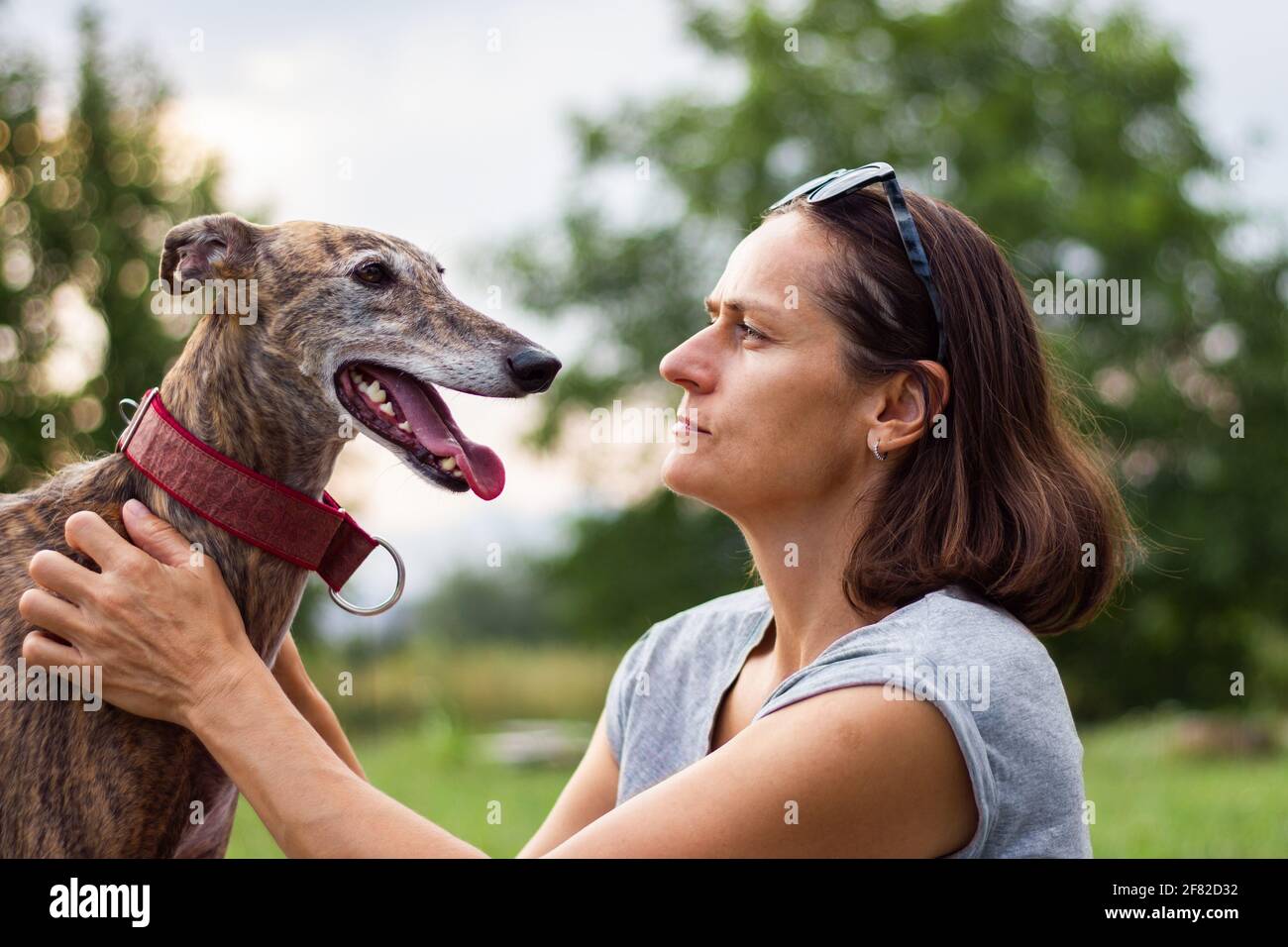 Cane il migliore amico della gente. Levriero spagnolo. Donna ama il suo animale domestico. Foto Stock