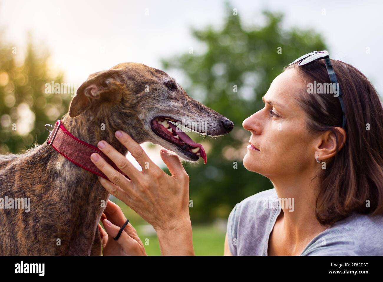 Donna ama il suo animale domestico. Cane il migliore amico della gente. Levriero spagnolo Foto Stock