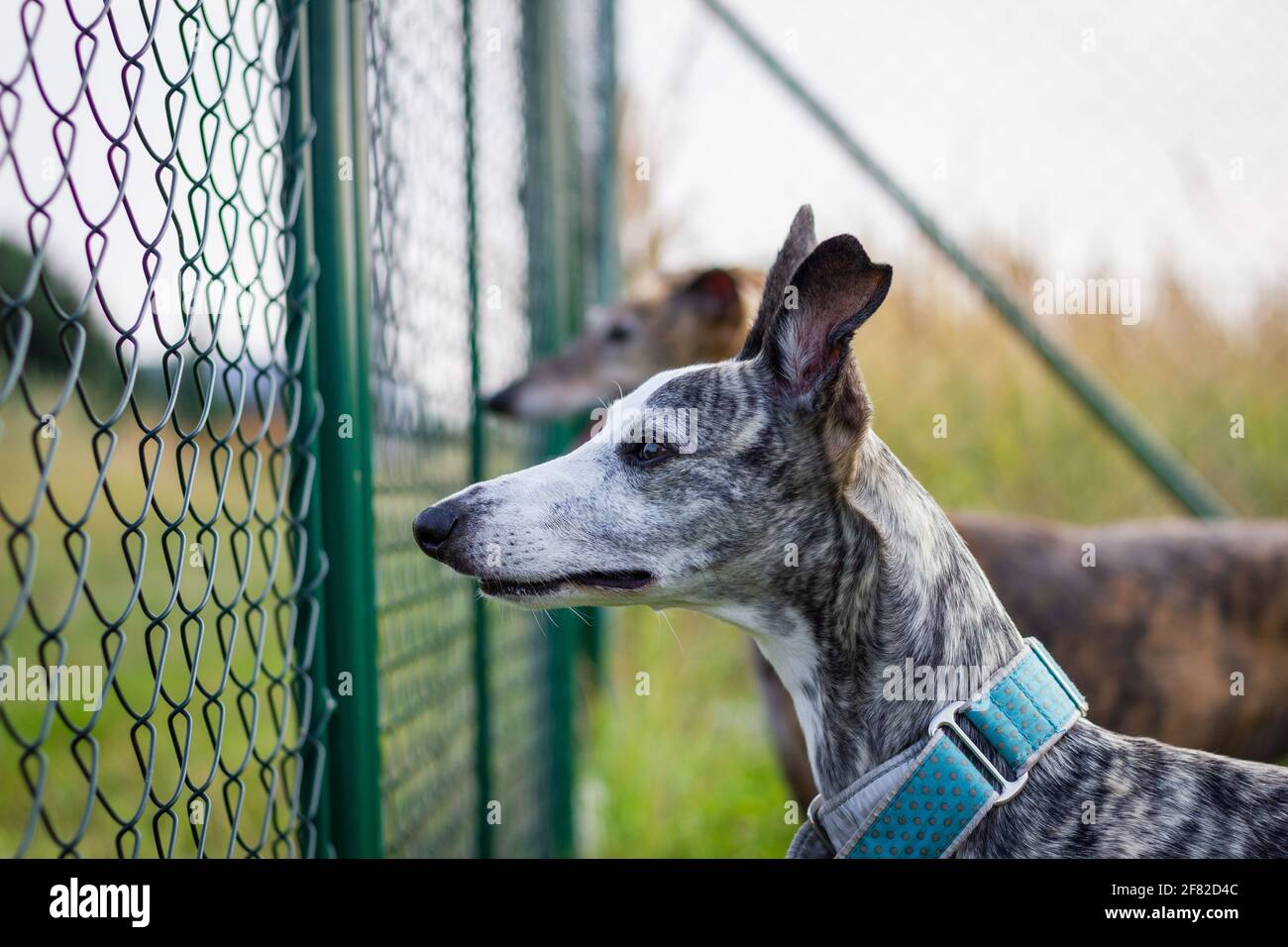 Attenzione al cane. Due cani che sorvegliano il cortile dietro la recinzione della maglia della catena. Whippet e levrieri spagnoli all'aperto Foto Stock