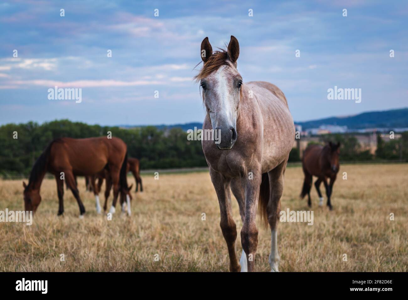 Giovane cavallo sul pascolo. Mandria di cavalli purosangue. Vista frontale del bianco foal in natura Foto Stock