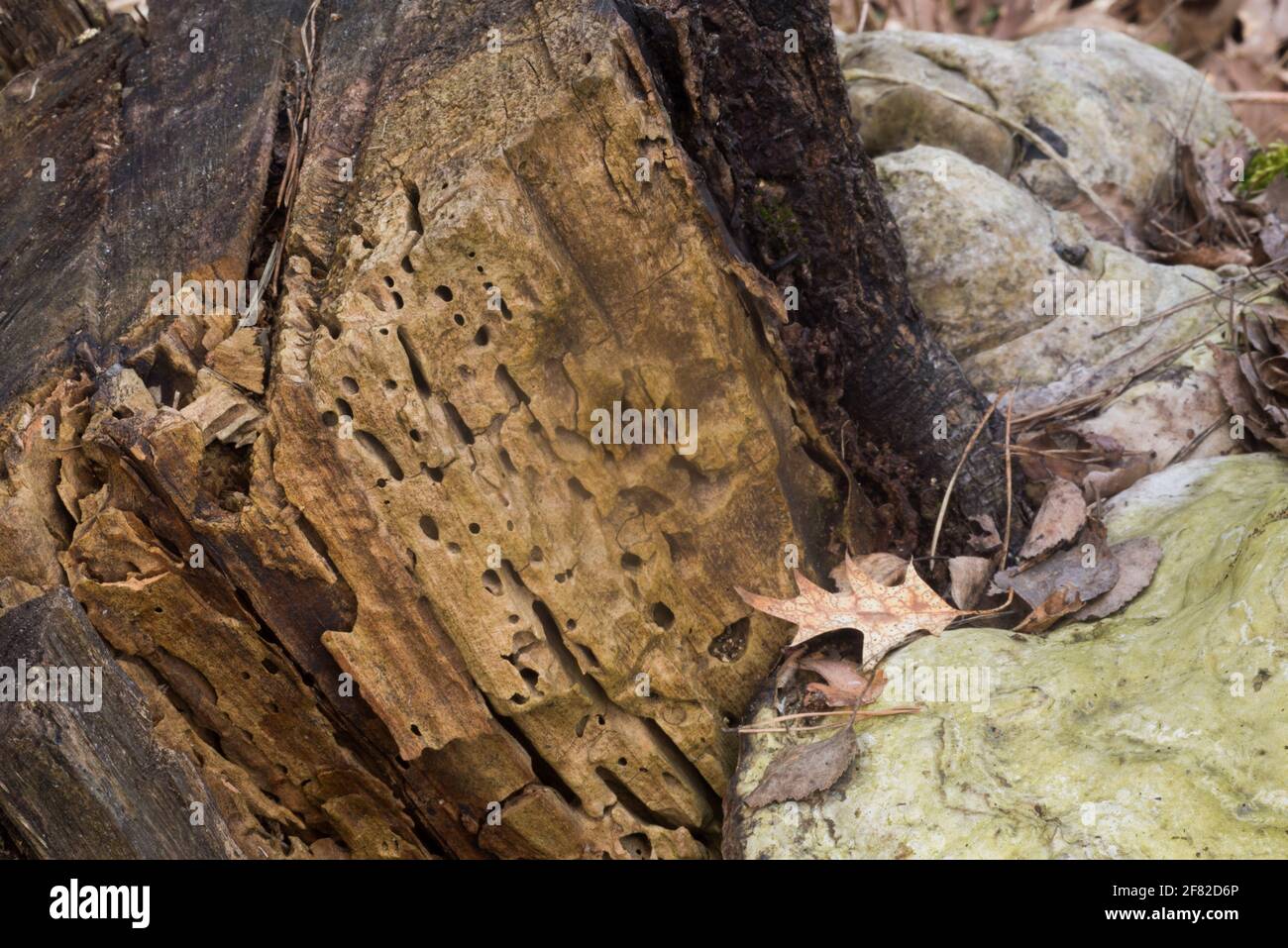 messa a fuoco selettiva di closeup di grumi di alberi decediti Foto Stock messa a fuoco selettiva di closeup di grumi di alberi decediti Foto Stock
