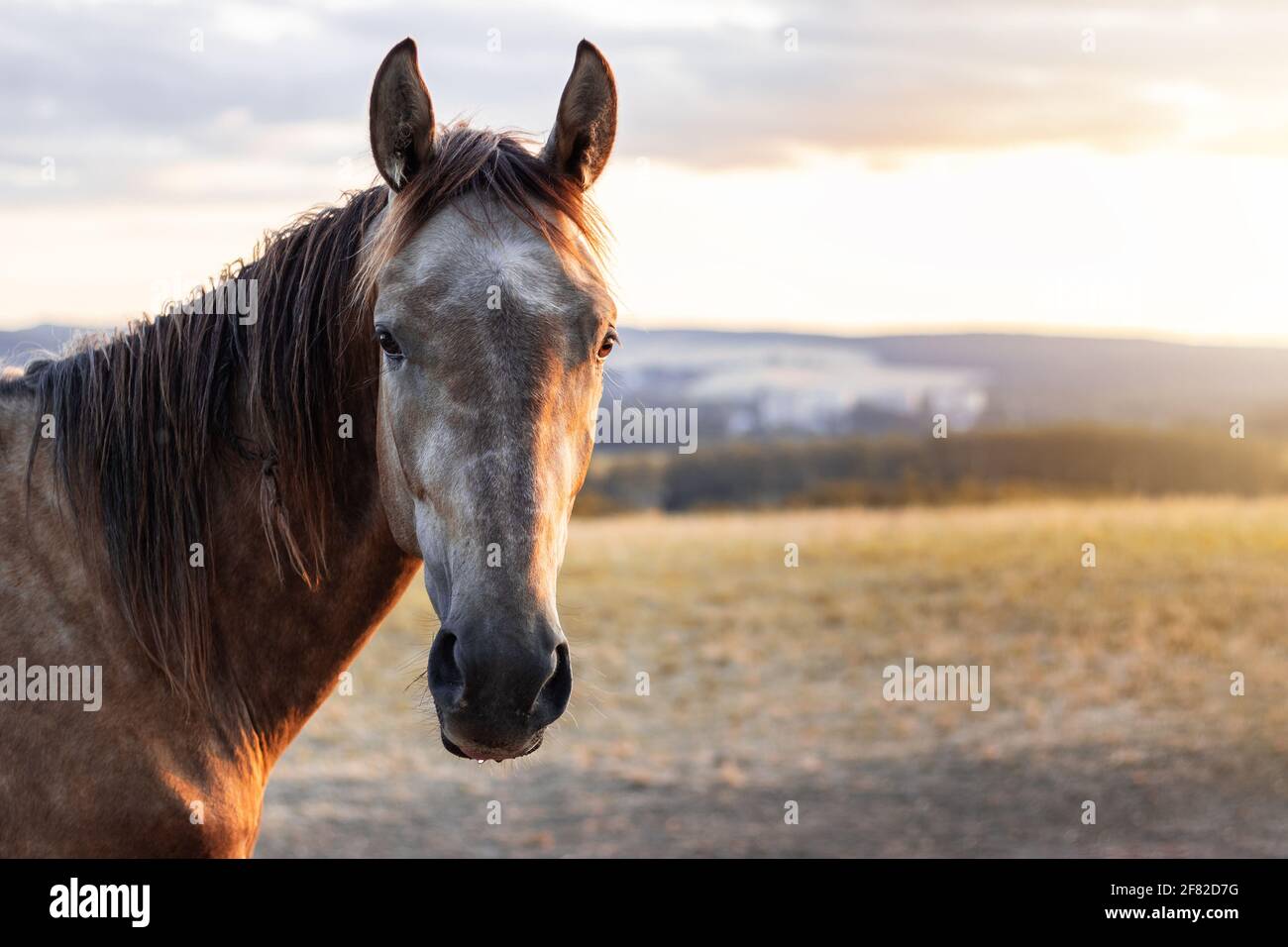 Cavallo in natura durante il tramonto. Ritratto di cavallo guardando la fotocamera con spazio di copia Foto Stock