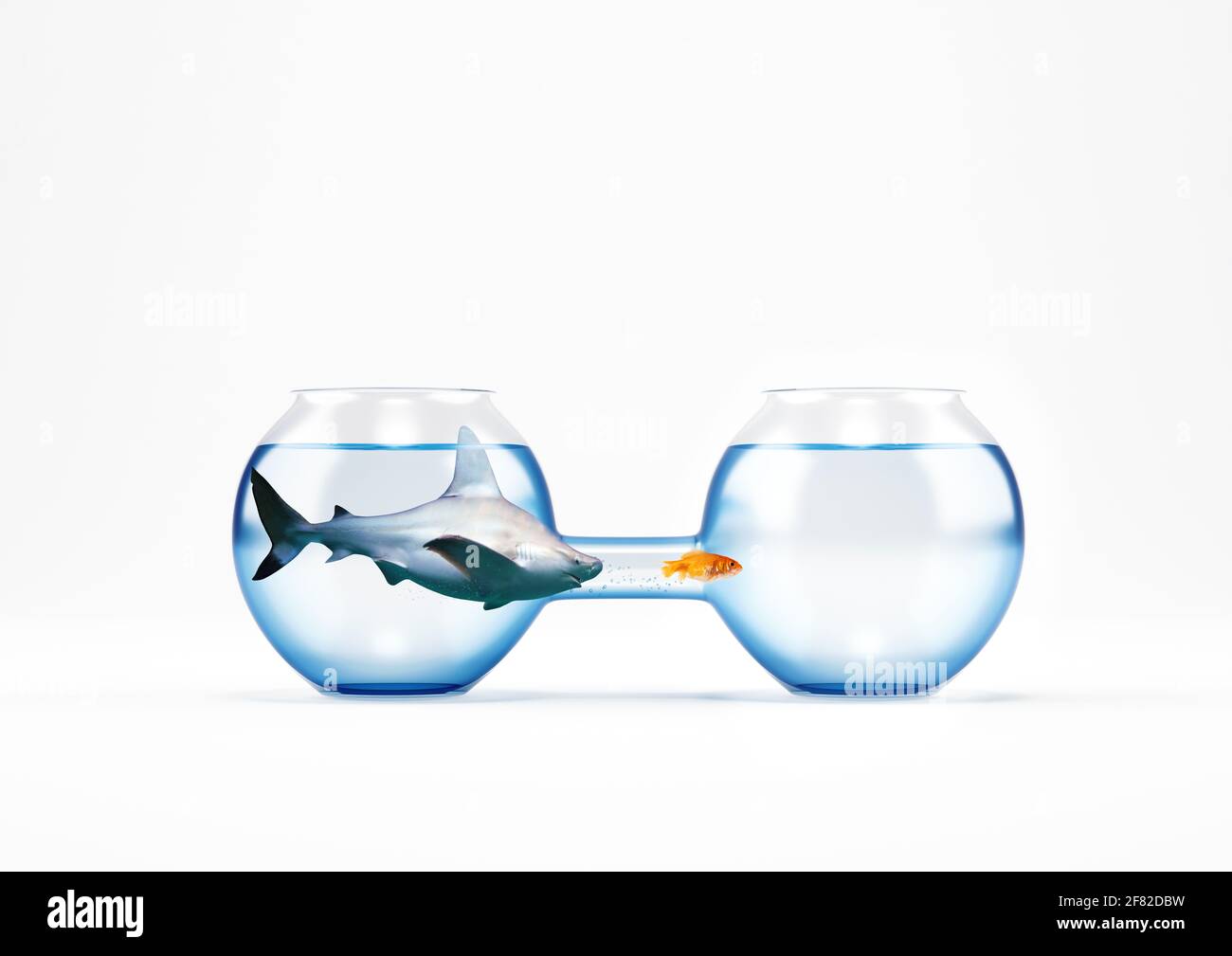 Lo squalo vuole raggiungere un pesce rosso ma non può passare attraverso il passaggio a causa delle sue grandi dimensioni Foto Stock