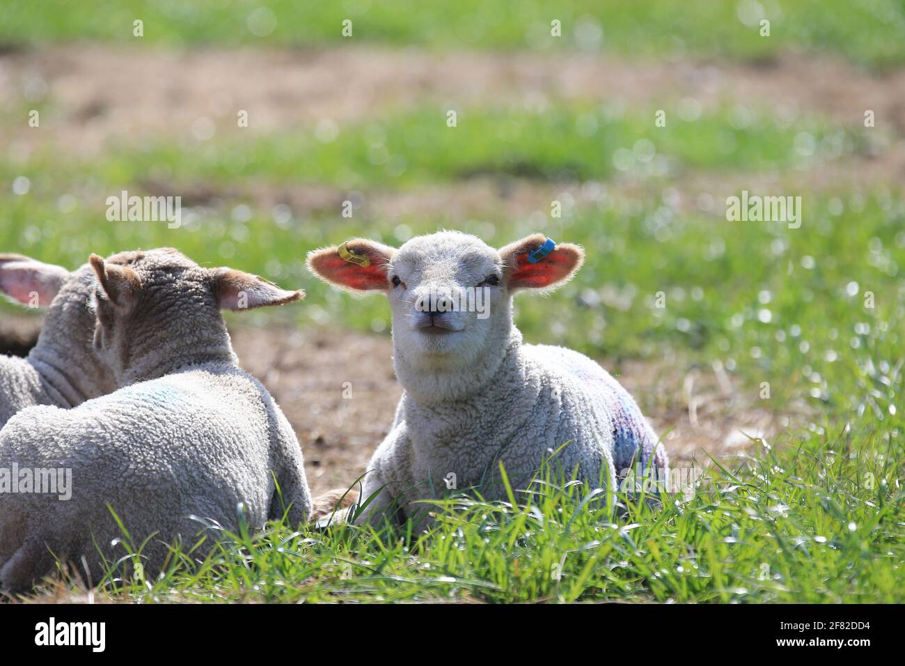 Stroud, Regno Unito, 11 aprile 2021. Regno Unito Meteo. Il caldo sole arriva finalmente per gli agnelli a prendere il sole dopo una mattina di condizioni nebbie a Stroud, Gloucestershire. Credit: Gary Learmonth / Alamy Live News- Foto Stock